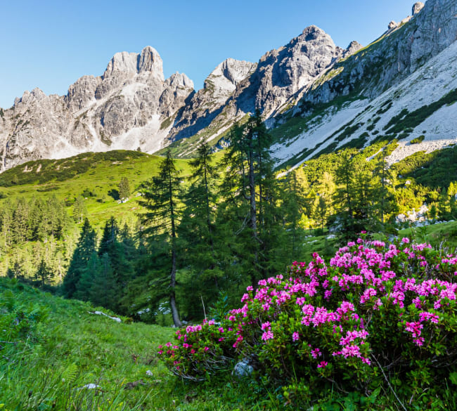 Almrausch © Coen Weesjes