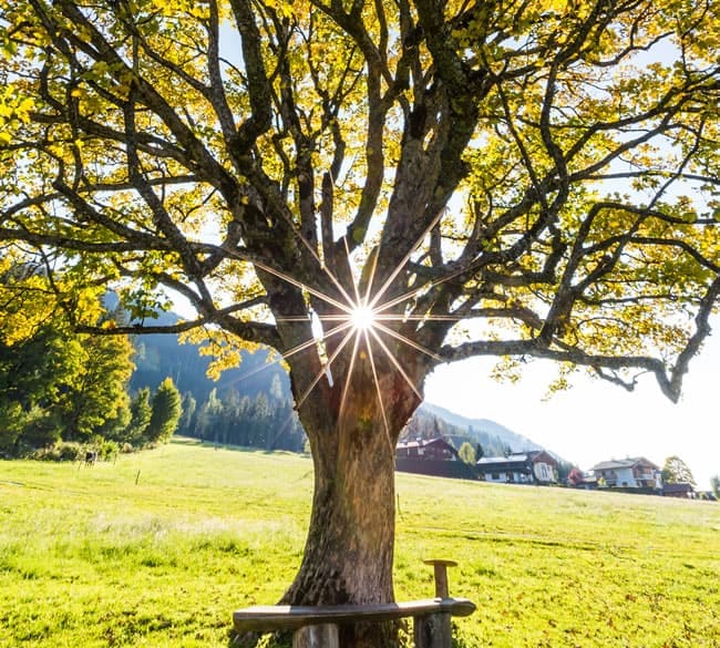 Baum mit Sonne © Coen Weesjes