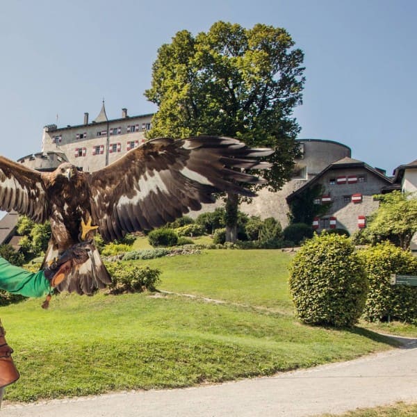 Burg Hohenwerfen Greifvogelschau © SalzburgerLand Tourismus